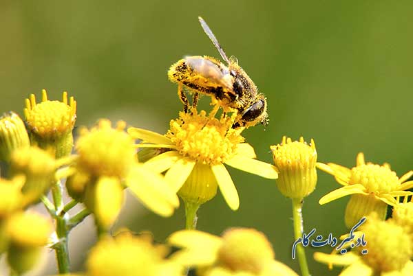 زنبور عسل و گرده افشانی