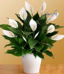  گلهای آپارتمانی_ اسپاتی فیلوم یا چمچمه ای برای تصفیه هوا