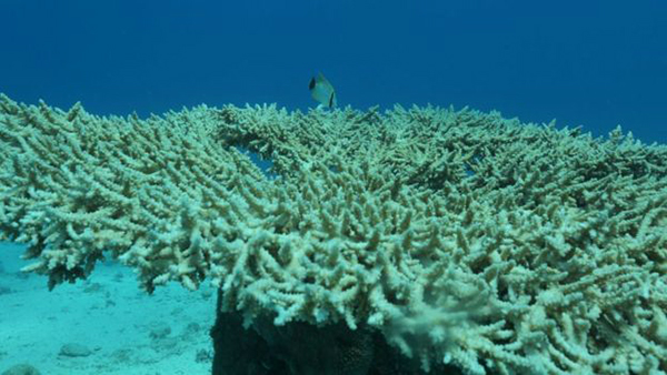 آب‌سنگ‌های مرجانی