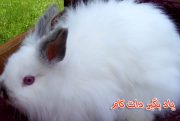 خرگوش نژاد جرسی پشمالو حیوان خانگی