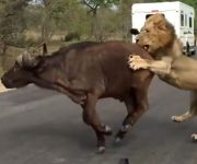 شکار گاو میش توسط شیر در حبات وحش