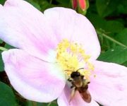 گیاهان مخصوص و محبوب زنبور ها