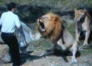 حمله شیرها خرس ها تمساح ها و دیگر حیوانات وحشی به انسان ها