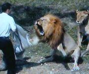 حمله شیرها خرس ها تمساح ها و دیگر حیوانات وحشی به انسان ها