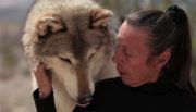فیلم مستند زنی که از گرگ ها مراقبت می کند