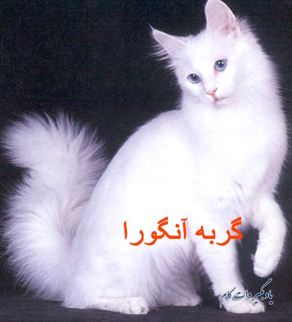 مقایسه گربه ایرانی در مقابل گربه آنگورا