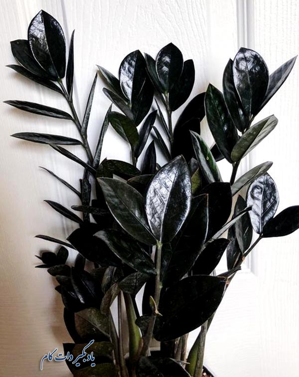 گیاه زاموفیلیا سیاه رنگ