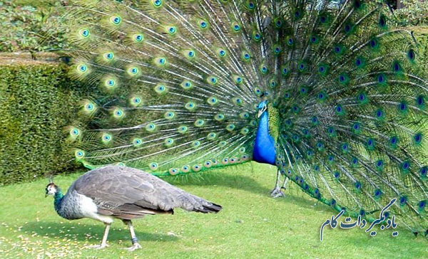 رنگ آمیزی طاووس