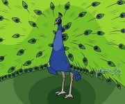 آموزش نقاشی طاووس برای کودکان