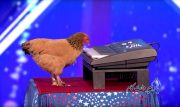 Jokgu مرغی که پیانو می زند
