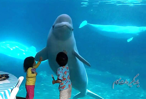 عکس العمل نهنگ سفید و دو کودک از پشت شیشه