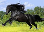 زیباترین اسب های دنیا با معرفی نژاد و اصل و نسب آنها