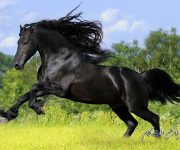 زیباترین اسب های دنیا با معرفی نژاد و اصل و نسب آنها