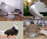 پرورش کبوتر، انواع تخمگذار
