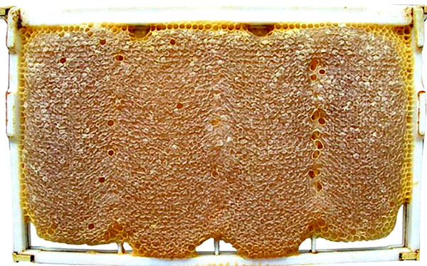 قابهای حاوی موم برای زنبور عسل