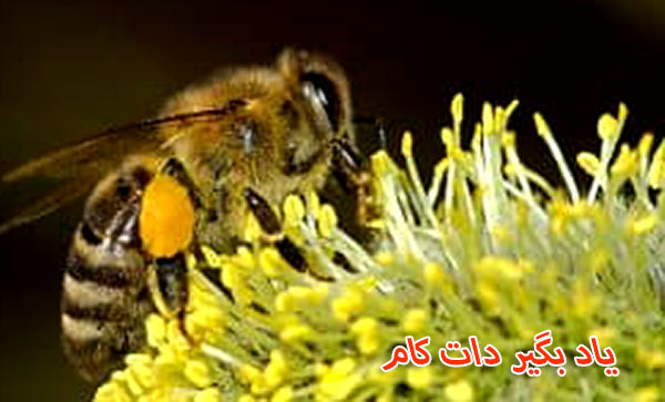 تامین منابع مورد نیاز زنبور برای تهیه عسل