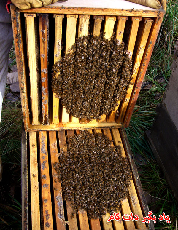 کلونی زنبورها در زمستان