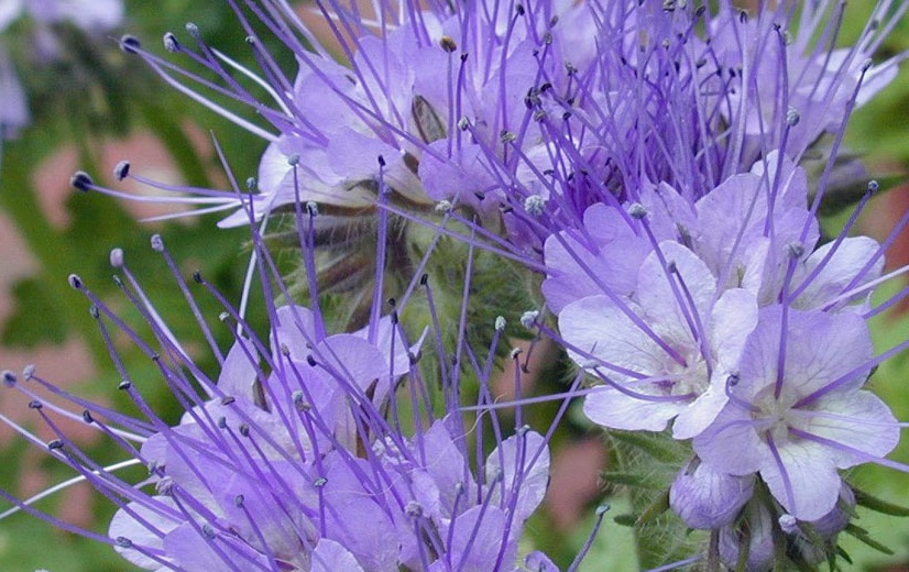 فاسیلیا گیاهی محبوب زنبور