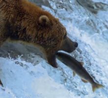 خرس های ماهیگیر صید ماهی حیات وحش