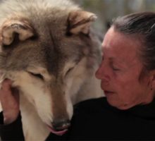 فیلم مستند زنی که از گرگ ها مراقبت می کند