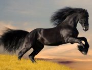 زیباترین نژاد های اسب دنیا