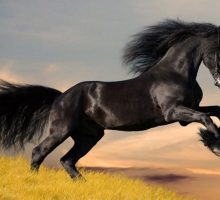 زیباترین نژاد های اسب دنیا