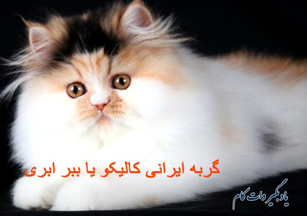 گربه ایرانی ببر ابری