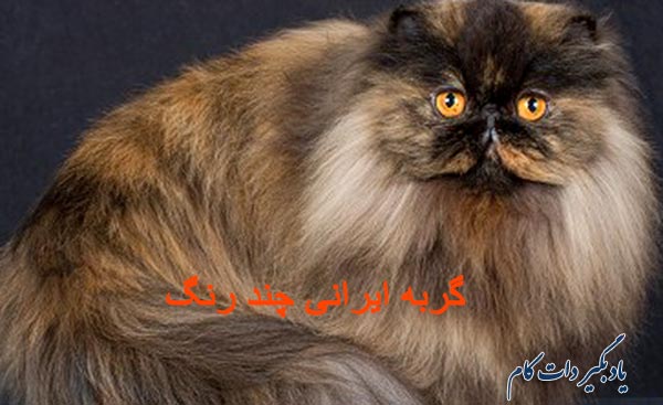 گربه ایرانی چند رنگ