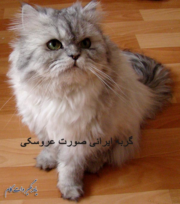 گربه ایرانی صورت عروسکی