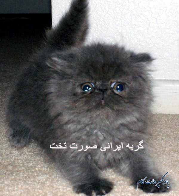 گربه ایرانی صورت تخت