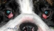 درمان چشم گیلاسی در سگ