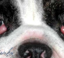 درمان چشم گیلاسی در سگ